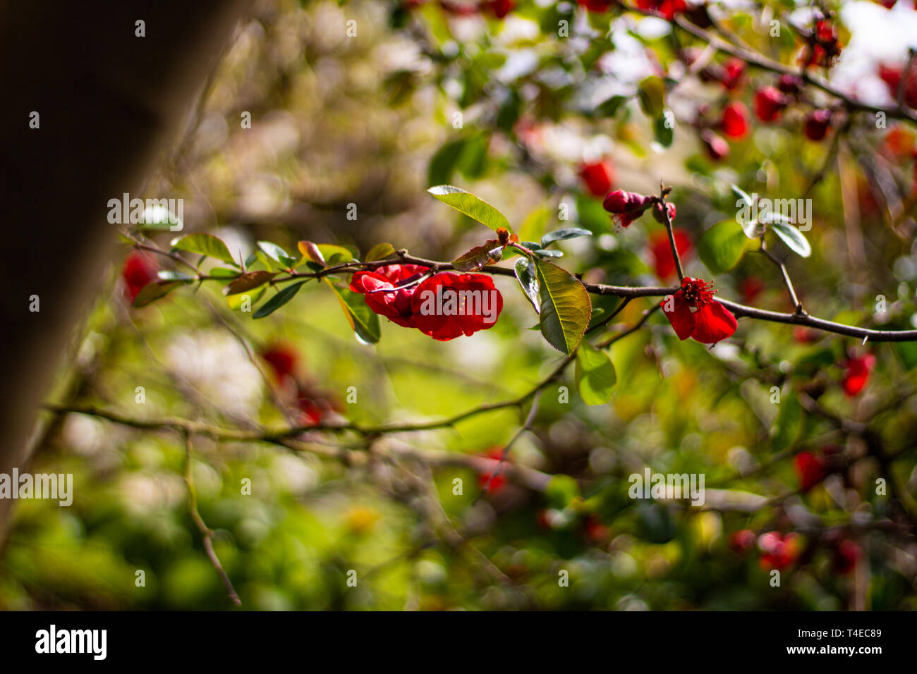 Les feuilles d'Archway créé par Banque D'Images