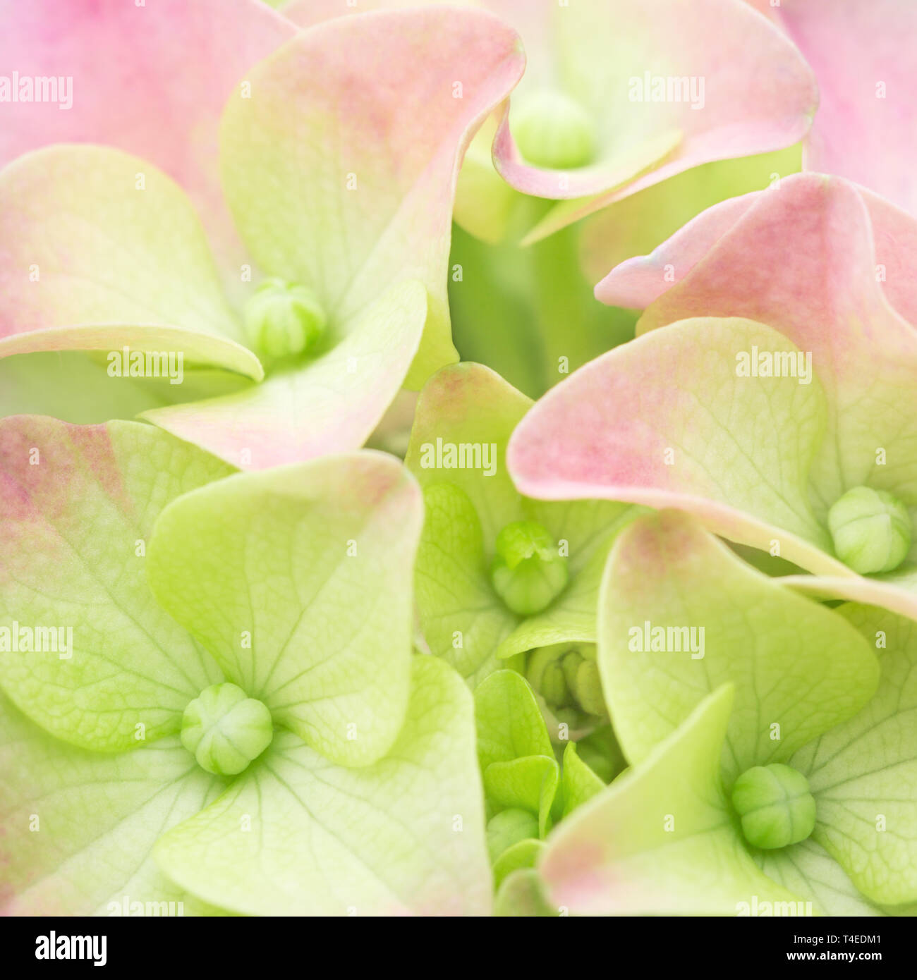 Fond de fleurs de printemps ou d'été. La lumière rose vert pastel. Hortensia pétales close-up. La mère, femme, mariage. Banque D'Images