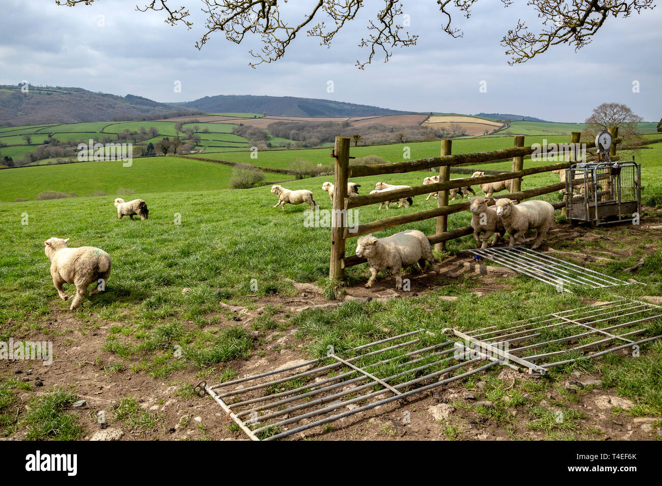 Agneaux dans le Devon, domaine agricole, l'Agriculture, de l'Angleterre, l'anglais, la culture, le Parc National d'Exmoor, ferme, de la liberté, de l'herbe, pâturage, l'élevage, Mam Banque D'Images