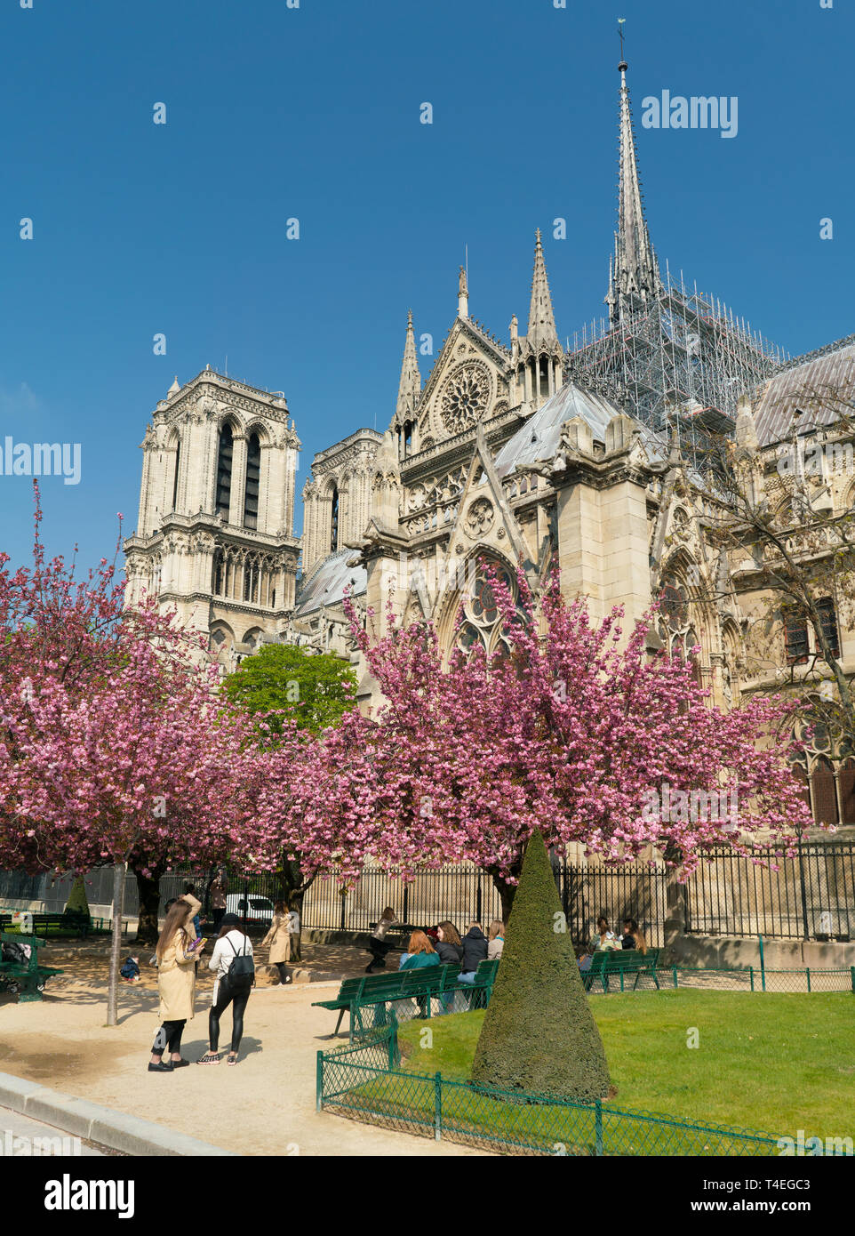 Paris, France - 2 Avril 2019 : La Cathédrale Notre Dame entourée d'arbres en fleurs Banque D'Images