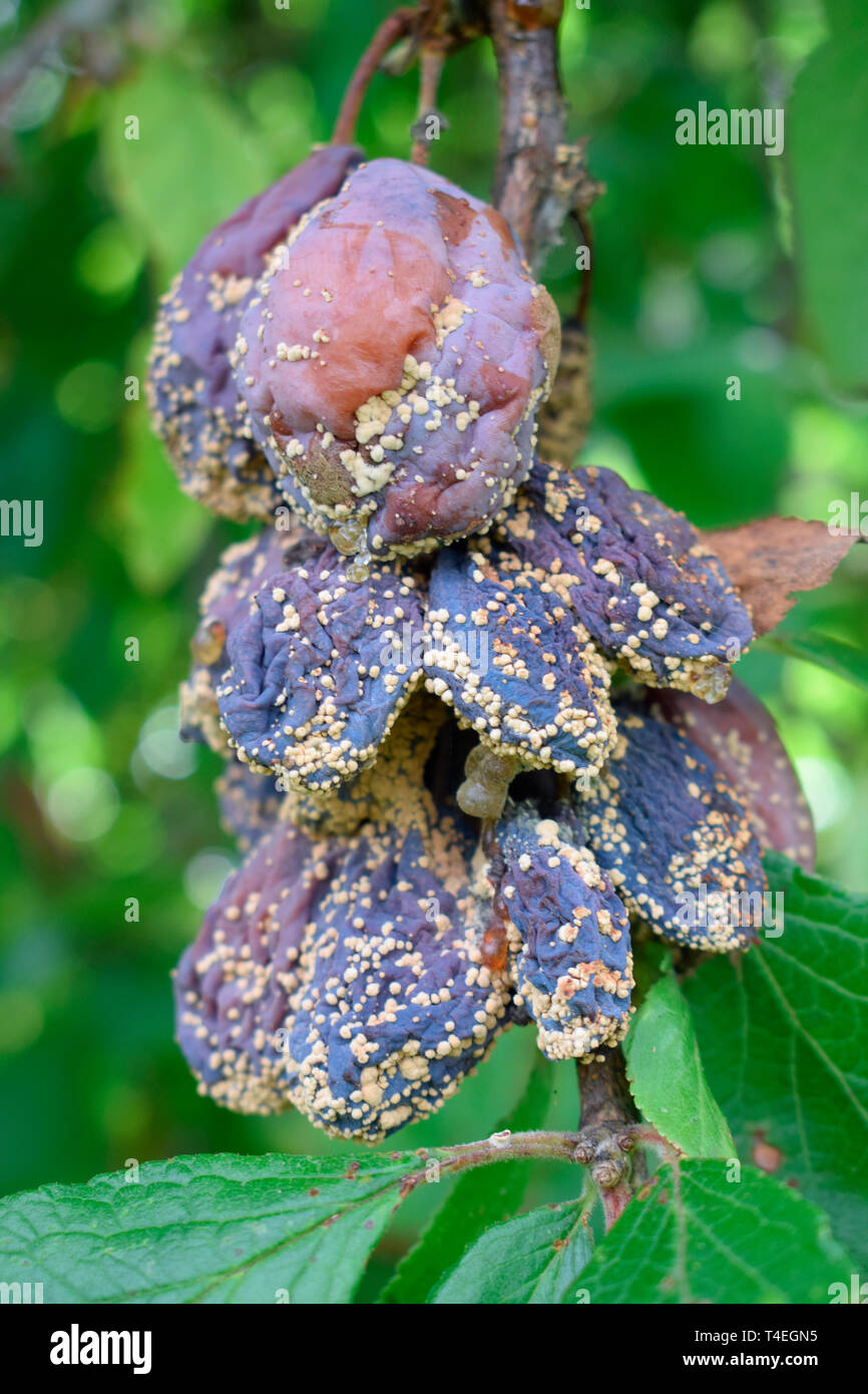 Les prunes malades sur arbre avec la pourriture brune. Banque D'Images