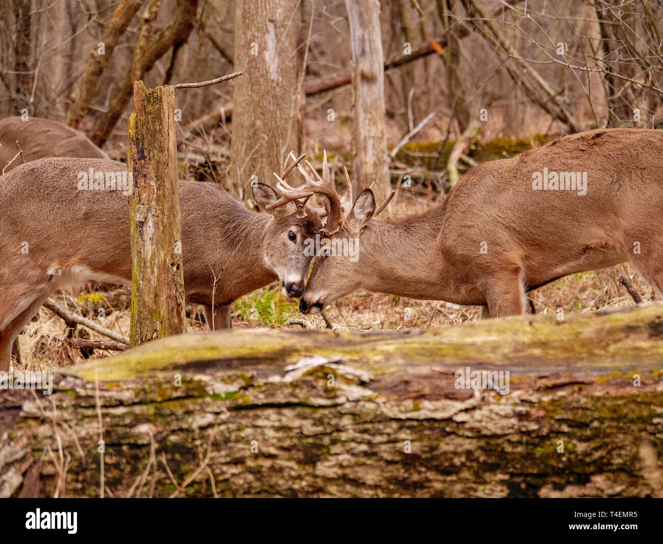 Deux jeunes adultes en le cerf de Virginie (Odocoileus virginianus) mâles s'engager dans la joute amicale. Thatcher Woods, River Forest, Illinois. Banque D'Images