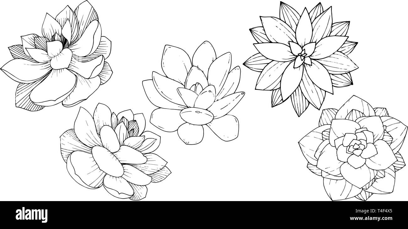 Vector floral fleur botanique succulentes. Gravée en noir et blanc L'art de l'encre. élément illustration succulentes isolés Illustration de Vecteur