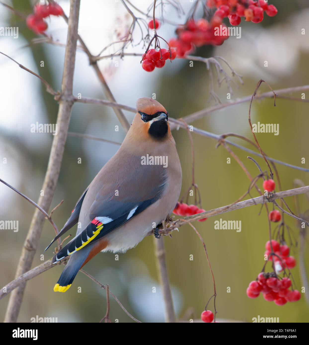 Jaseur de Bohême posant sur un arbre aux fruits rouges viburnum Banque D'Images