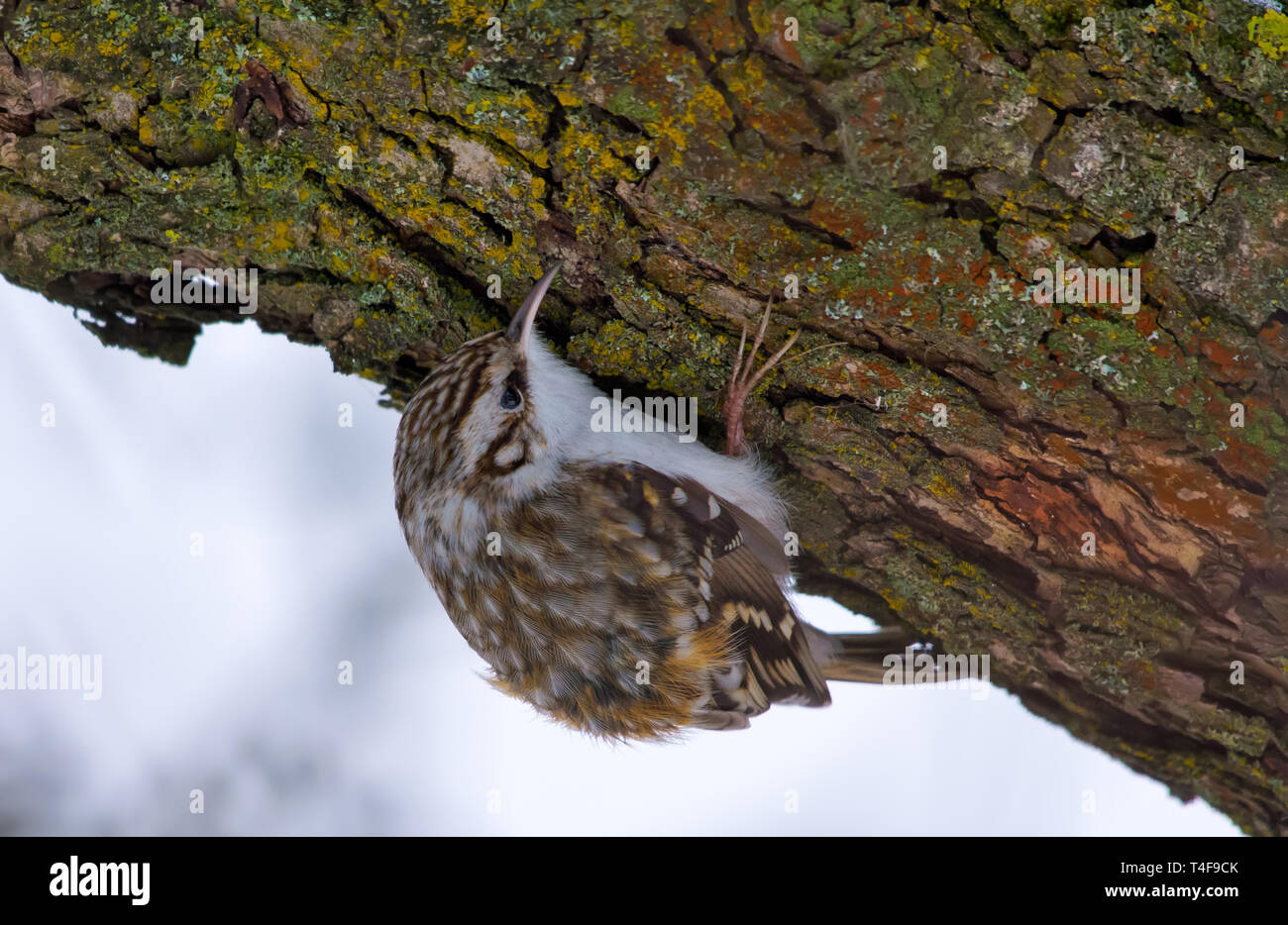 Bruant eurasienne à la recherche de nourriture sur une écorce d'arbre Banque D'Images