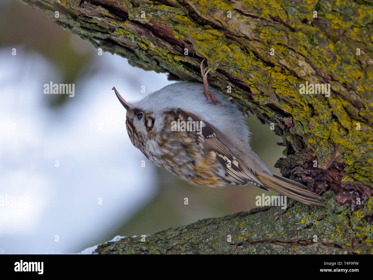 Bruant eurasien assis sur une écorce d'arbre Banque D'Images
