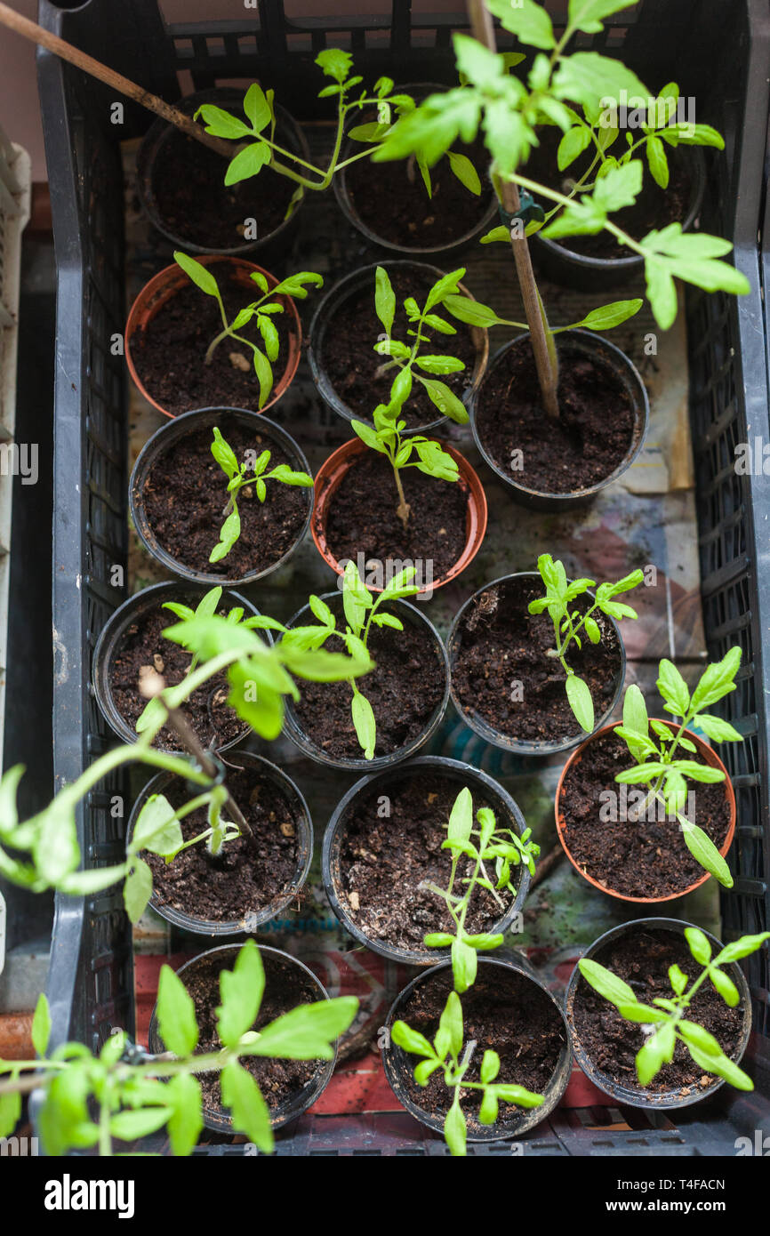 Petits plants de tomates cultivés dans un pots plastique Banque D'Images