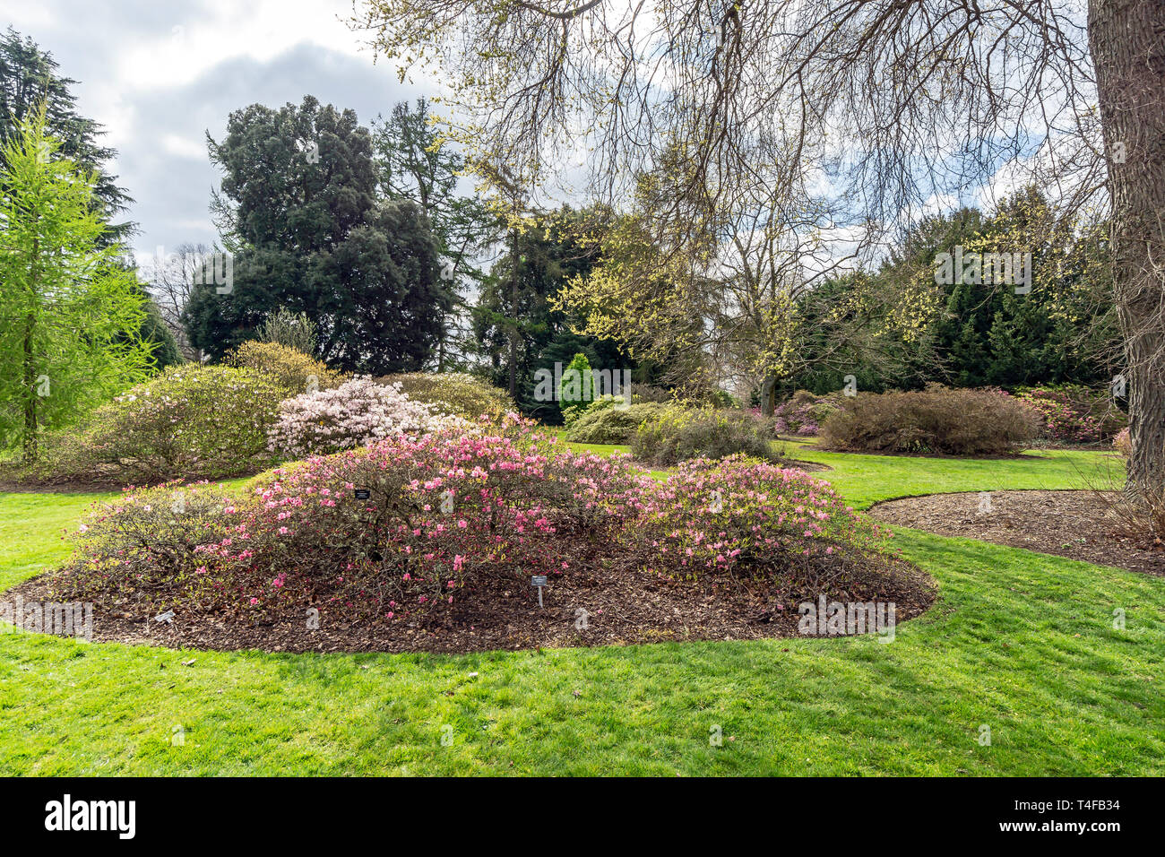 Fleurs dans le Royal Botanic Garden Edinburgh Scotland UK Banque D'Images