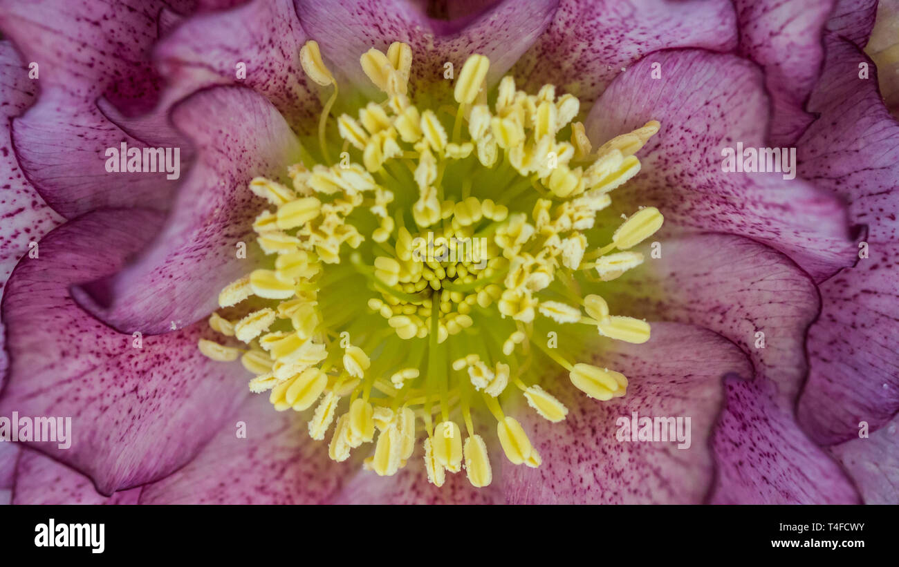 Un plan macro sur une hellebore ellen double fleur pourpre. Banque D'Images