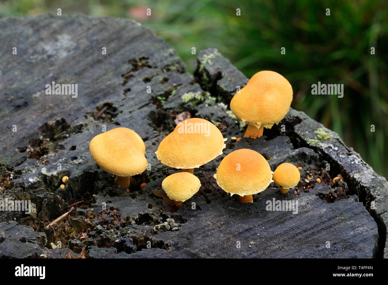 Pholiota champignons sur souche de bouleau, Pholiota tuberculosa Banque D'Images