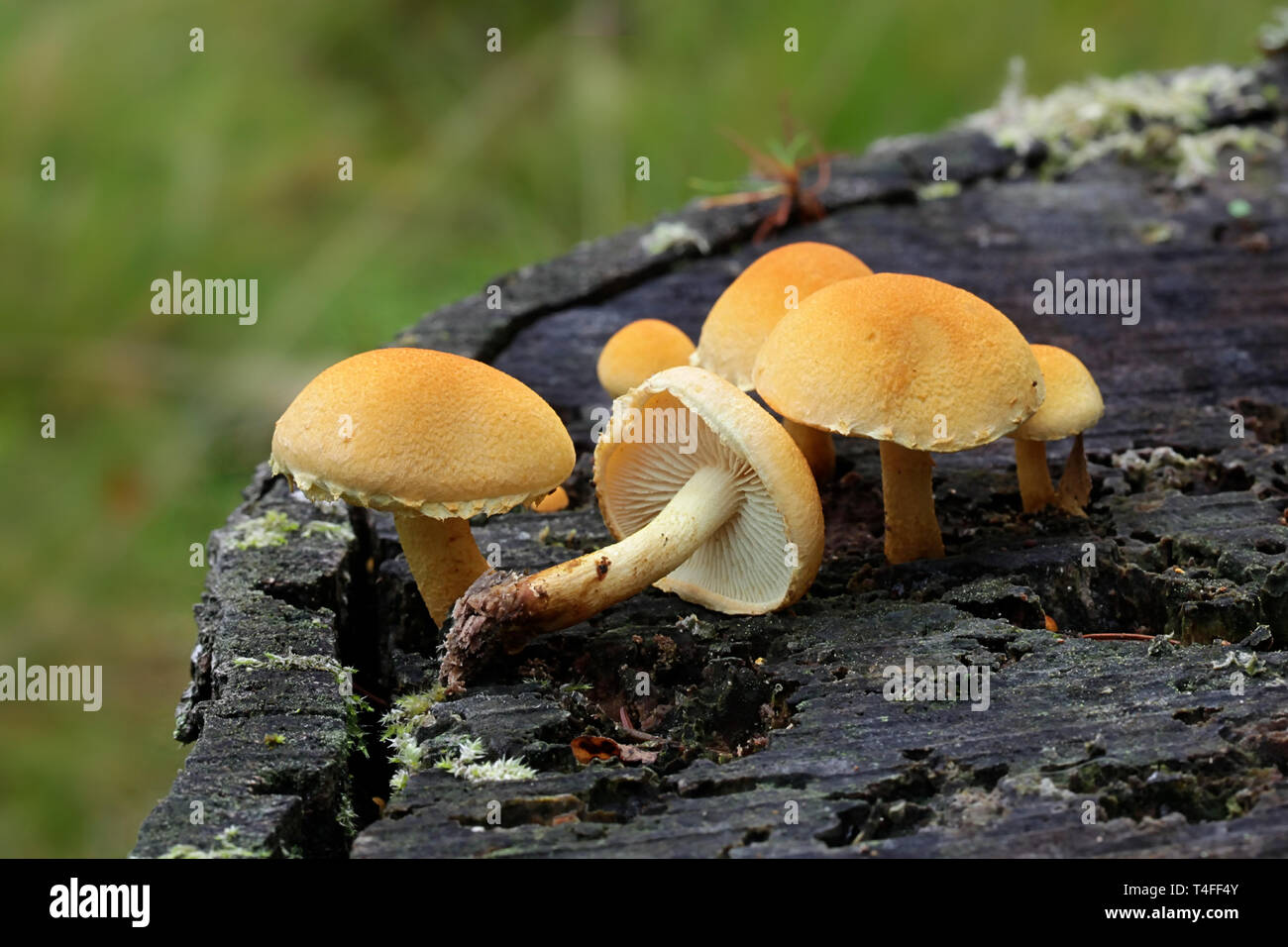 Pholiota champignons sur souche de bouleau, Pholiota tuberculosa Banque D'Images
