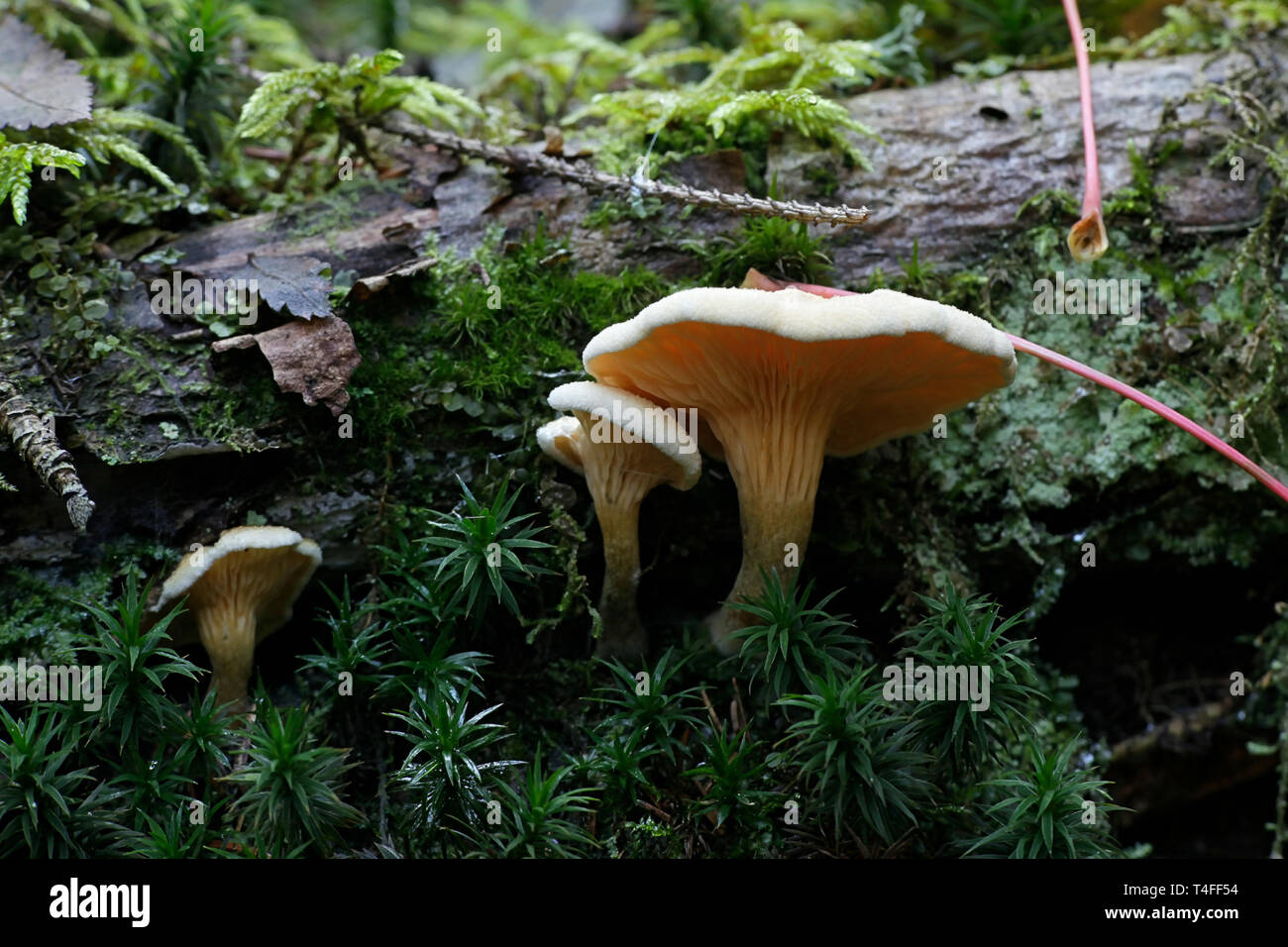 Fausse girolle, Hygrophoropsis aurantiaca, champignons sauvages de Finlande Banque D'Images