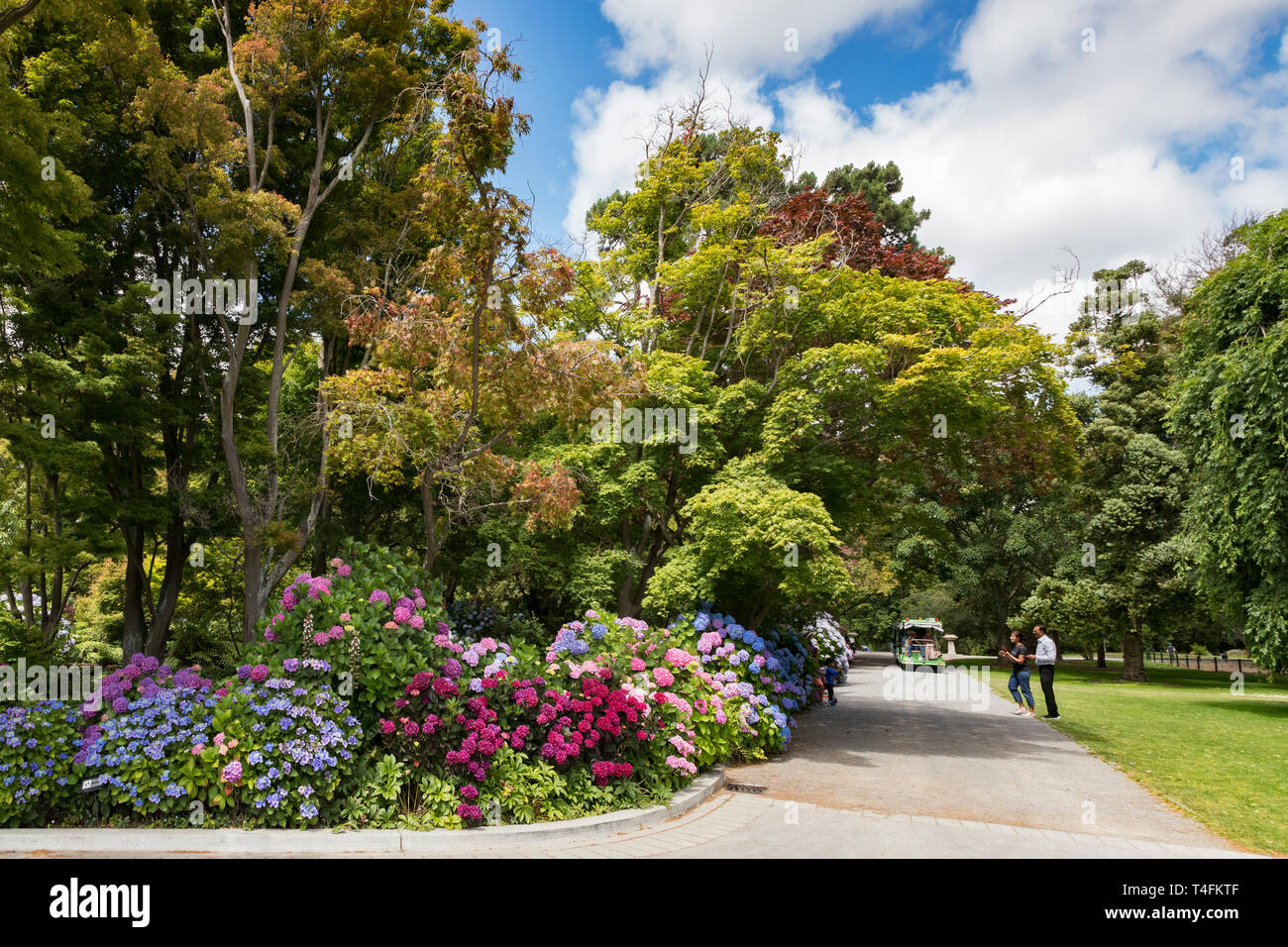 8 Janvier 2019 : Christchurch, Nouvelle-Zélande - touristes prenant des photos à l'hortensias colorés dans les jardins botaniques, sur une belle journée d'été. Banque D'Images