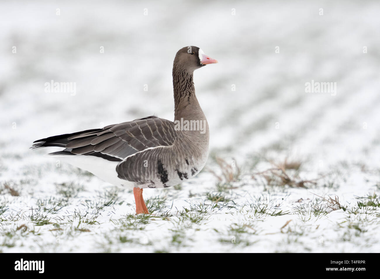 L'Oie rieuse Anser albifrons / Blaessgans ( ), invité d'hiver de l'Arctique, sur les terres couvertes de neige, regardant attentivement, de la faune, de l'Europe. Banque D'Images