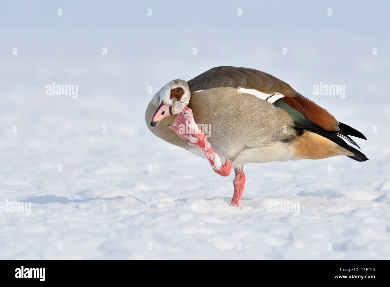 Egyptian goose / Nilgans (Alopochen aegyptiacus) en hiver, debout sur des terres agricoles couvertes de neige, des démangeaisons, de rayer son siège, de la faune, de l'Europe. Banque D'Images