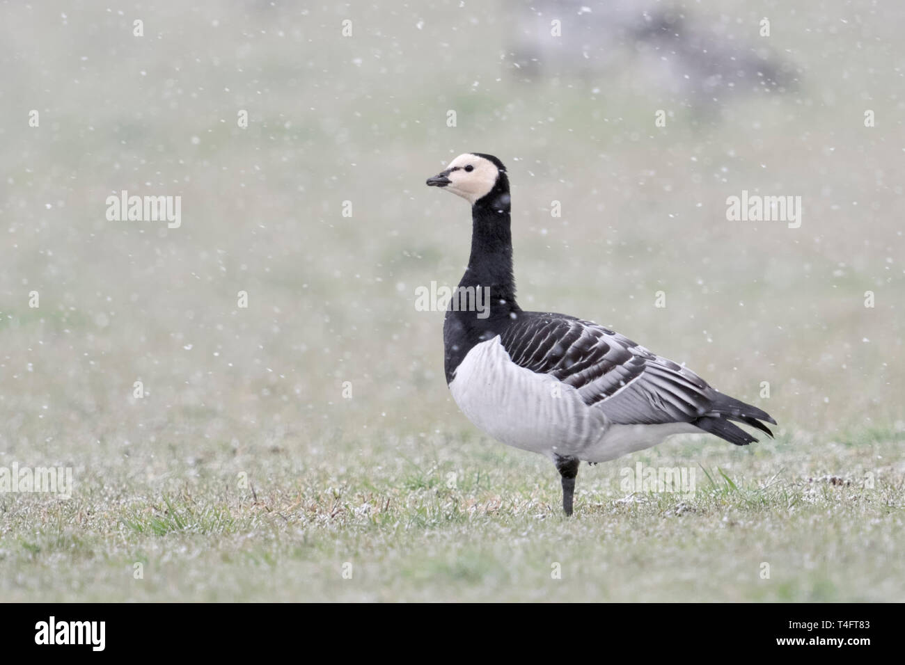 Bernache nonnette Branta leucopsis / Nonnengans ( ), l'hivernage, debout sur un pâturage pendant l'averse de neige, regarder attentivement autour de la faune, de l'Ouest, Banque D'Images