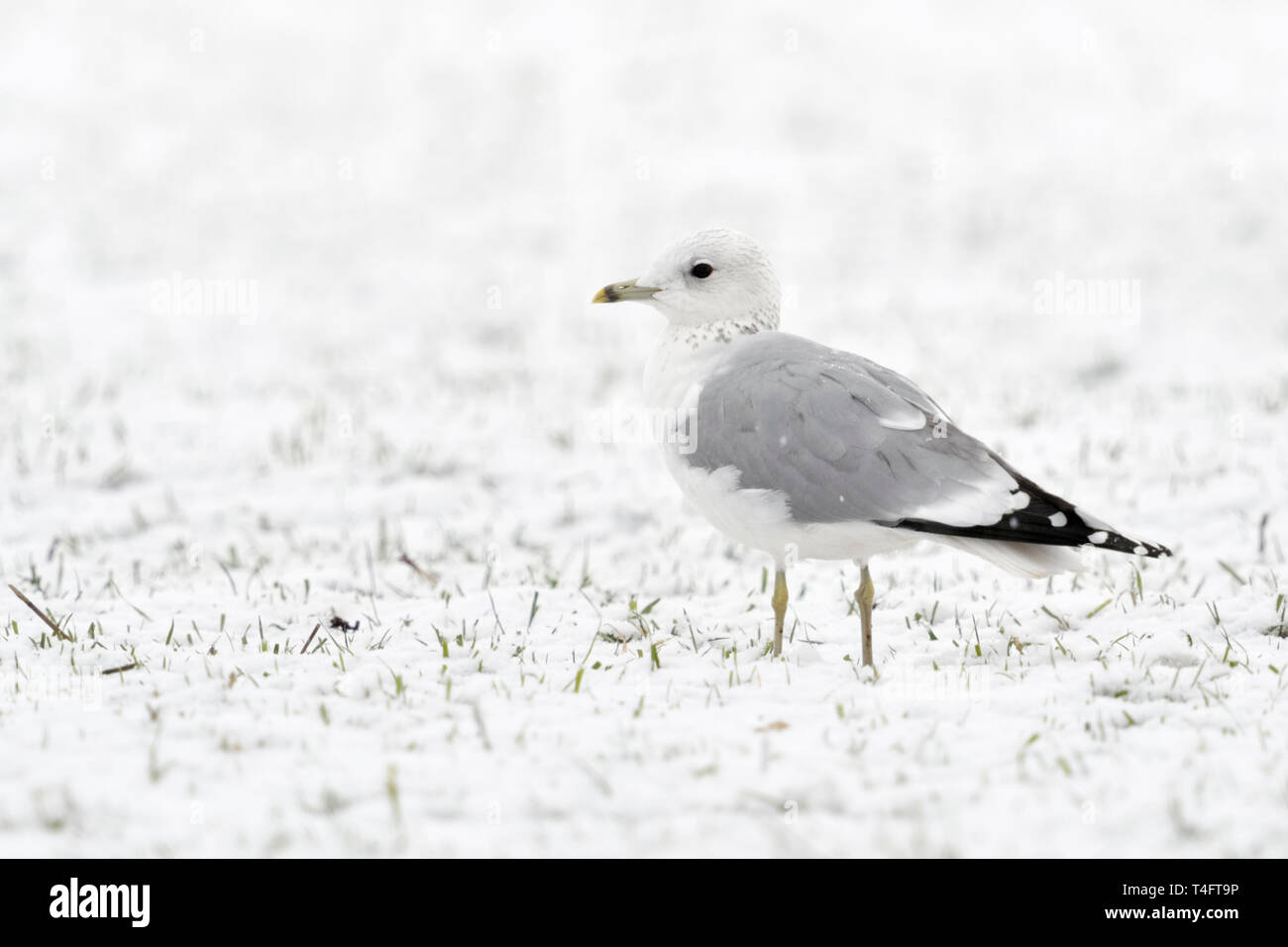 Mew Gull / Sturmmoewe ( Larus canus ) en hiver, assis sur des terres agricoles, jeune oiseau en deuxième hiver, la faune, l'Europe. Banque D'Images