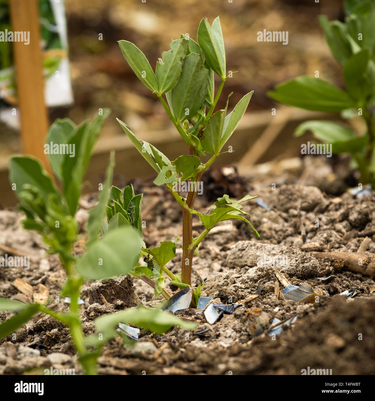 La culture maraîchère au Royaume-Uni - les jeunes plants de haricots dans un large lit relevée sur un allotissement jardin entouré d'une couche de cendre de bois frais et coquilles de moules broyées pour les protéger d'être mangés par les limaces Banque D'Images