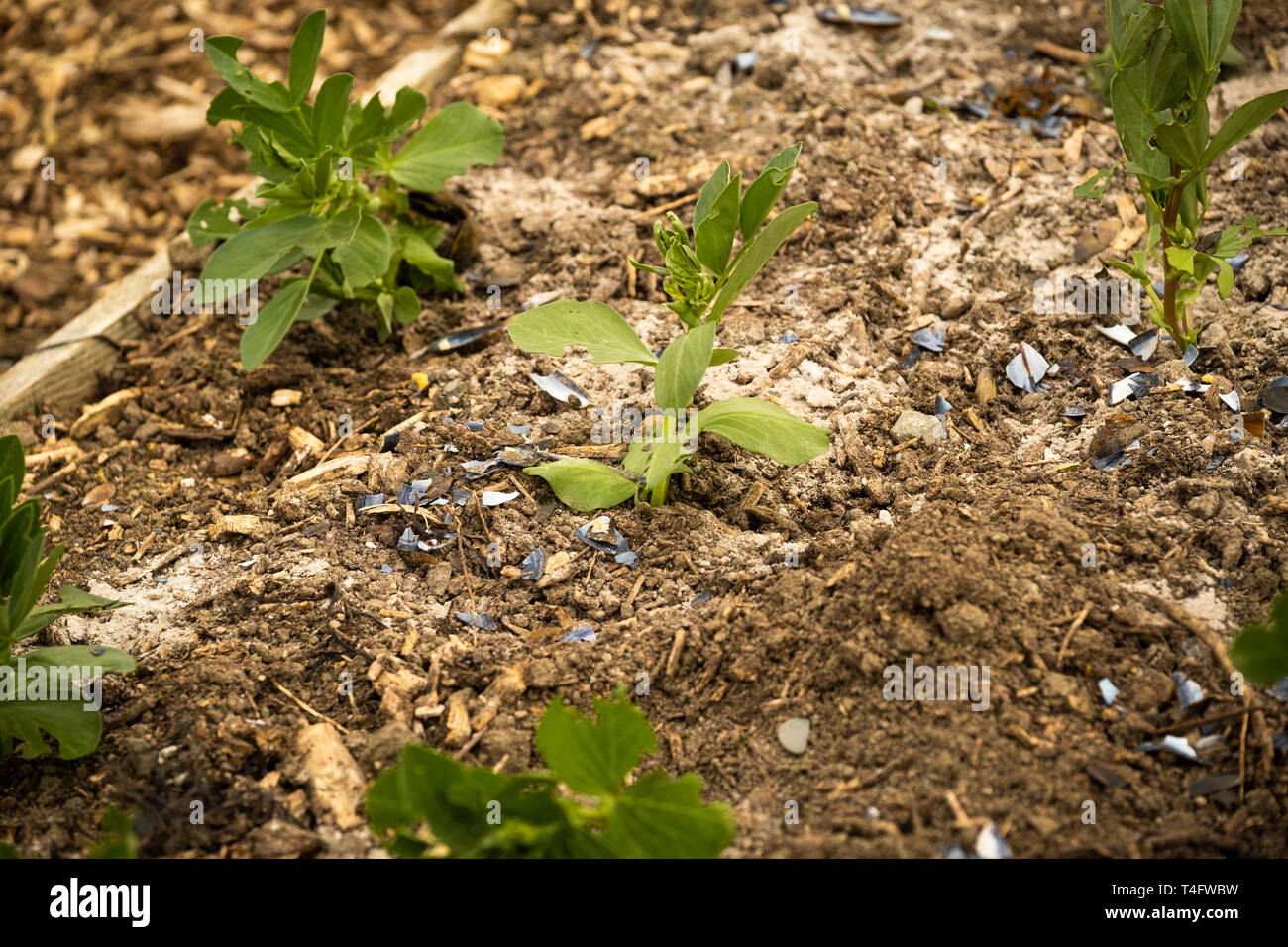 La culture maraîchère au Royaume-Uni - les jeunes plants de haricots dans un large lit relevée sur un allotissement jardin entouré d'une couche de cendre de bois frais et coquilles de moules broyées pour les protéger d'être mangés par les limaces Banque D'Images