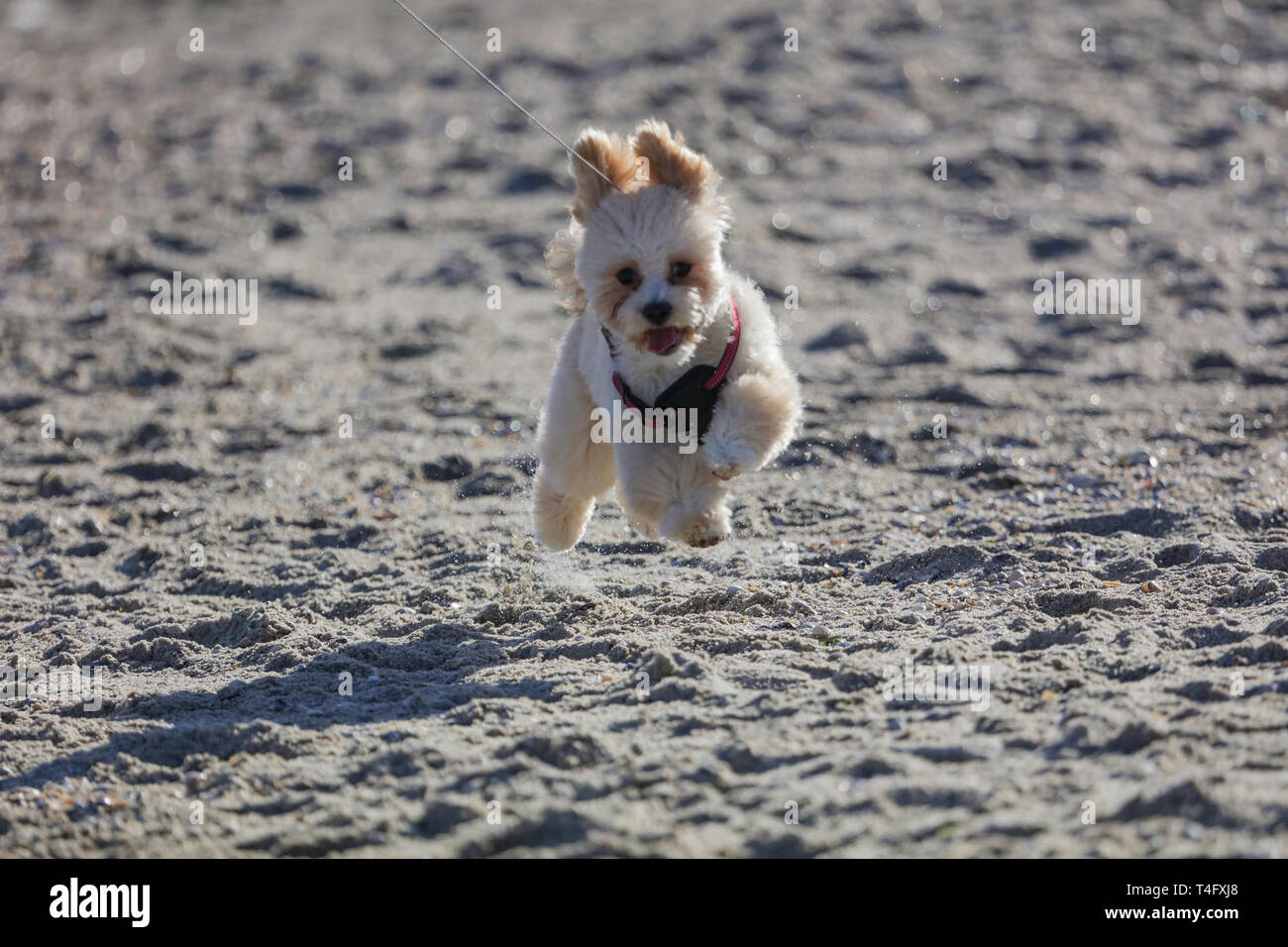 Petit cutie s'exécutant sur la plage près de la mer. Ses oreilles sauter de haut en bas, langue rouge, petit nez noir et les yeux. Fourrure blanche, bouclés queue courbée. Banque D'Images