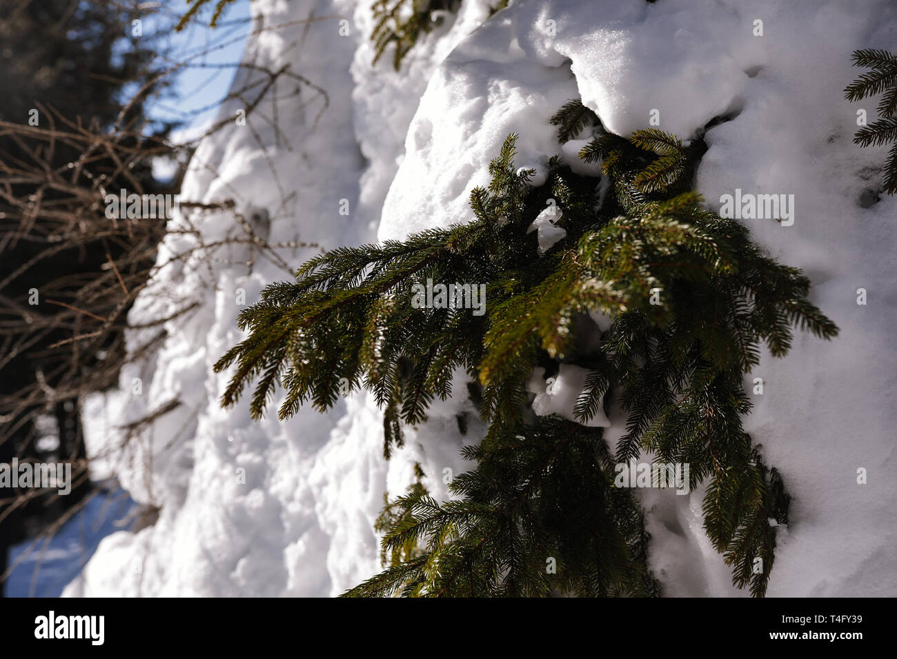 Petit sapin vert-blanc, les aiguilles de la neige sur les branches. Conte d'hiver, vacances de Noël en extérieur. Forêt de pins, ciel bleu, soleil et froid Banque D'Images