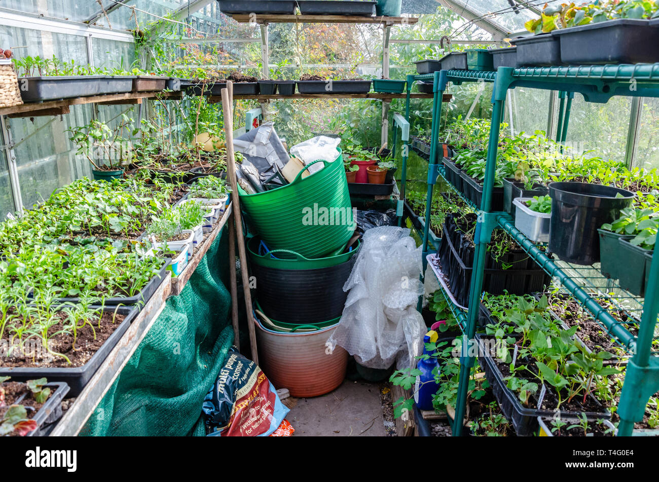 Les semis et les jeunes plantes poussant dans les bacs de semences anciennes et des bains à remous de la margarine sur des étagères dans une serre. Cultivé à la maison par un jardinier, Banque D'Images