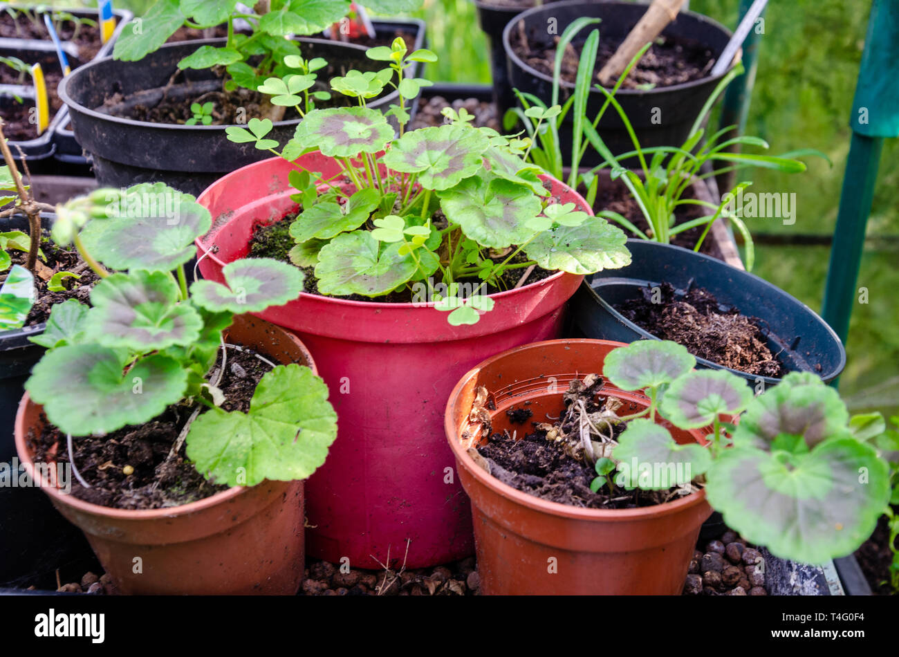 Geranium pot plants Banque de photographies et d'images à haute résolution  - Alamy