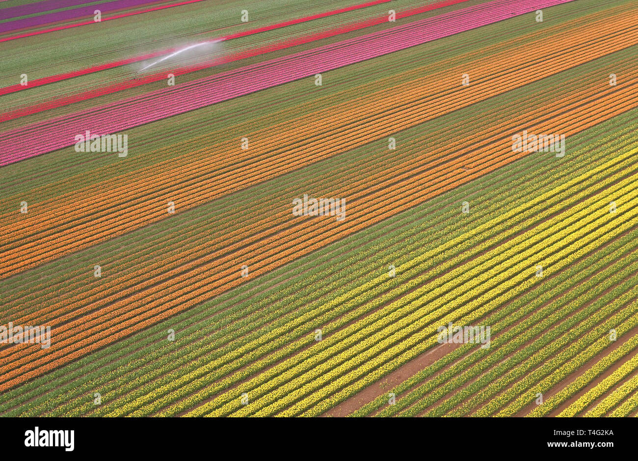 Un champ de tulipes colorées fleurissent près de King's Lynn dans le Norfolk, comme l'Angleterre y voit un printemps plus chaud cette semaine, avec des températures atteignant jusqu'à 22 degrés Celsius. Banque D'Images