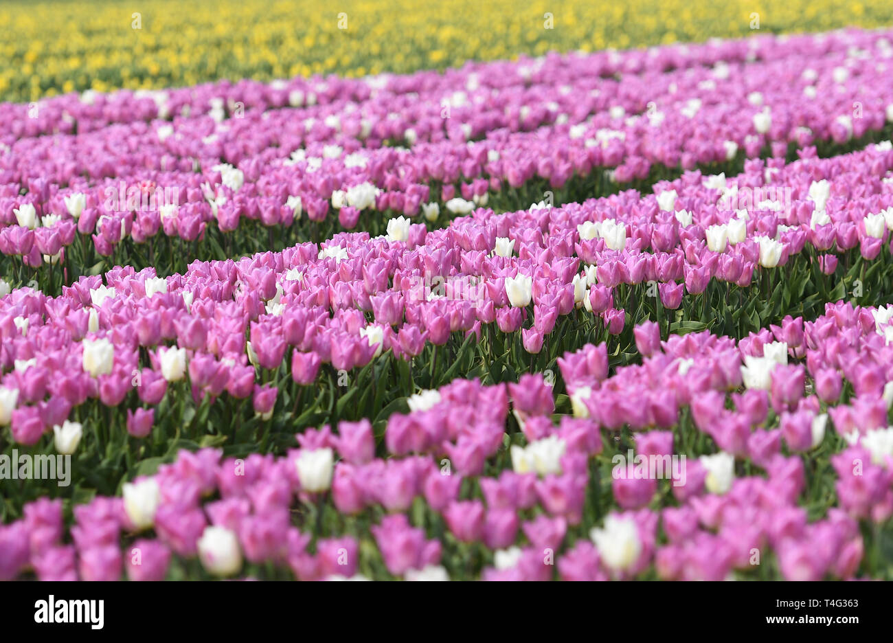 Un champ de tulipes colorées fleurissent près de King's Lynn dans le Norfolk, comme l'Angleterre y voit un printemps plus chaud cette semaine, avec des températures atteignant jusqu'à 22 degrés Celsius. Banque D'Images