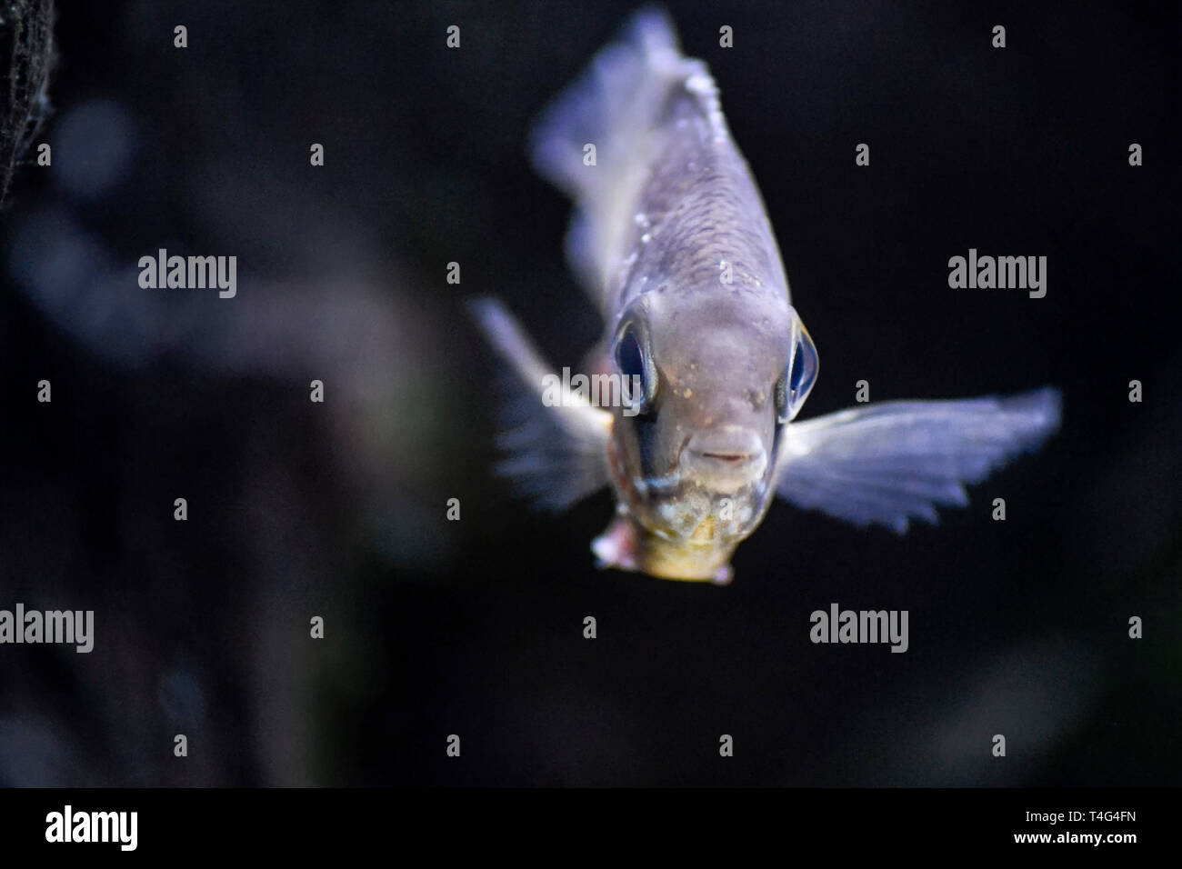 Close up d'un poisson archer face à l'appareil photo Banque D'Images