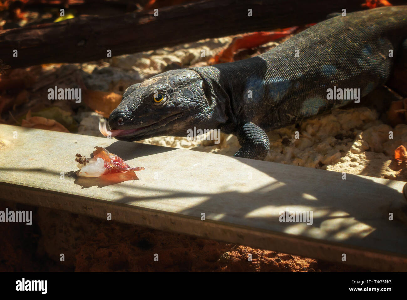 Tenerife mâle (Gallotia galloti lézard) sur le point de manger certains jambon de Parme avec sa langue qui sort Banque D'Images