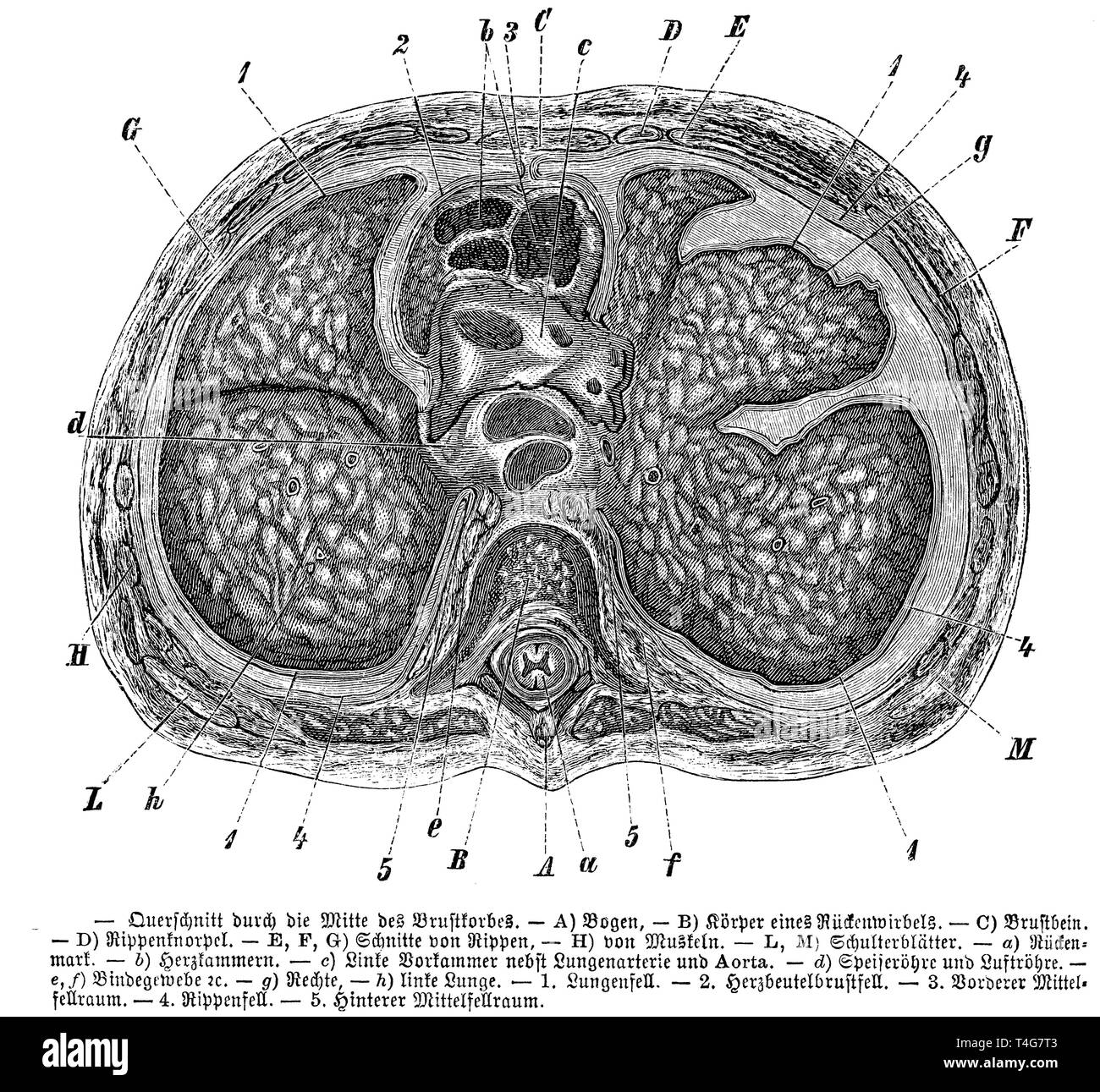 Thorax : section transverse passant par le milieu, anonym 1887 Banque D'Images