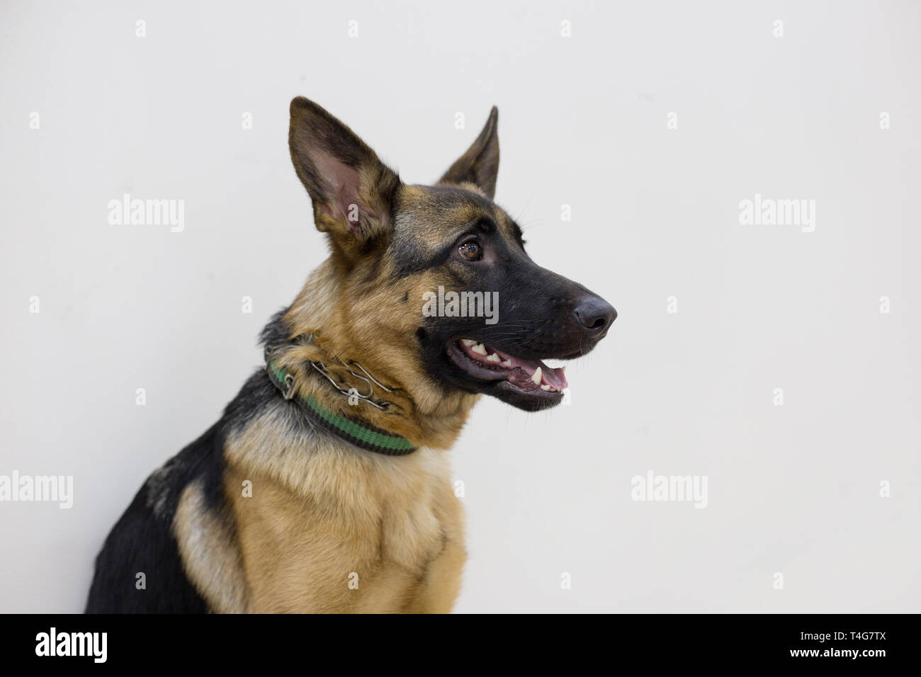 Chiot Berger Allemand Avec Masque Noir Isole Sur Un Fond Blanc Cinq Mois Animaux De Compagnie Photo Stock Alamy