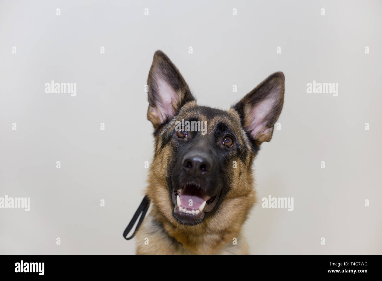 Mignon Chiot Berger Allemand Avec Masque Noir Isole Sur Un Fond Blanc Cinq Mois Animaux De Compagnie Photo Stock Alamy Mignon Chiot Berger Allemand Avec Masque Noir Isole Sur Un Fond Blanc Cinq Mois Animaux De Compagnie Photo Stock Alamy
