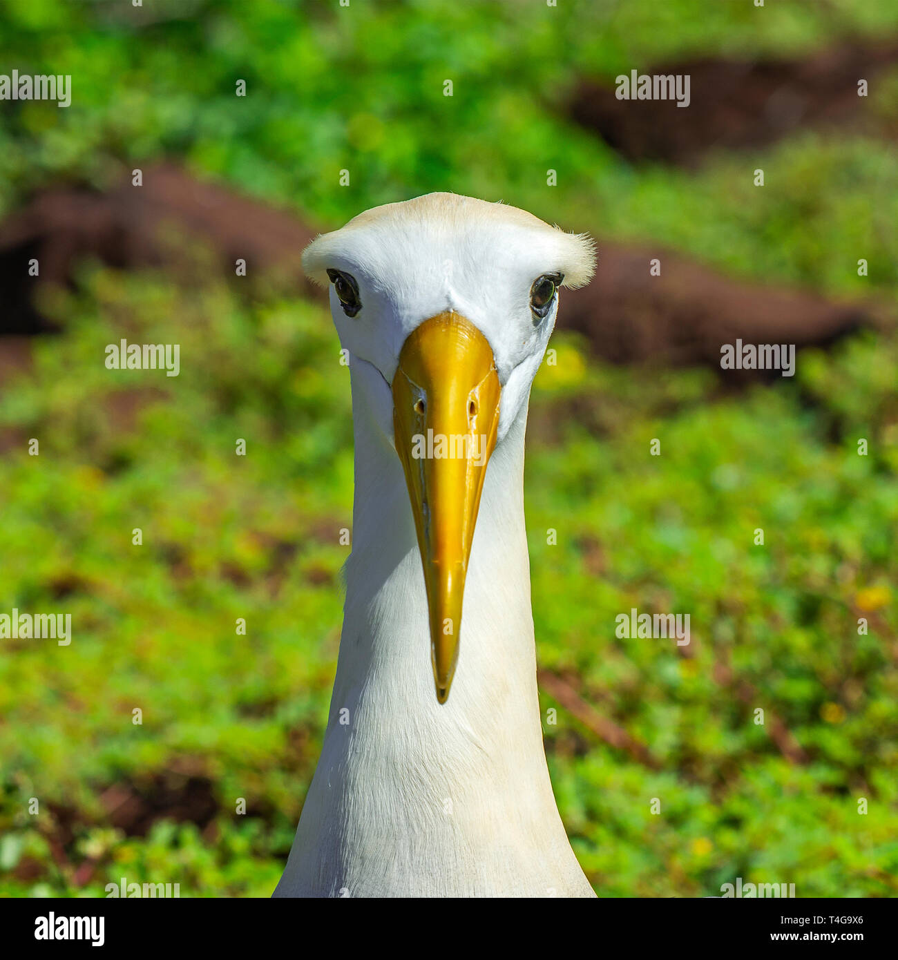 Portrait d'un homme albatros des Galapagos (Phoebastria irrorata) sur l'île de Espanola dans le parc national des îles Galapagos, l'océan Pacifique, l'Equateur. Banque D'Images