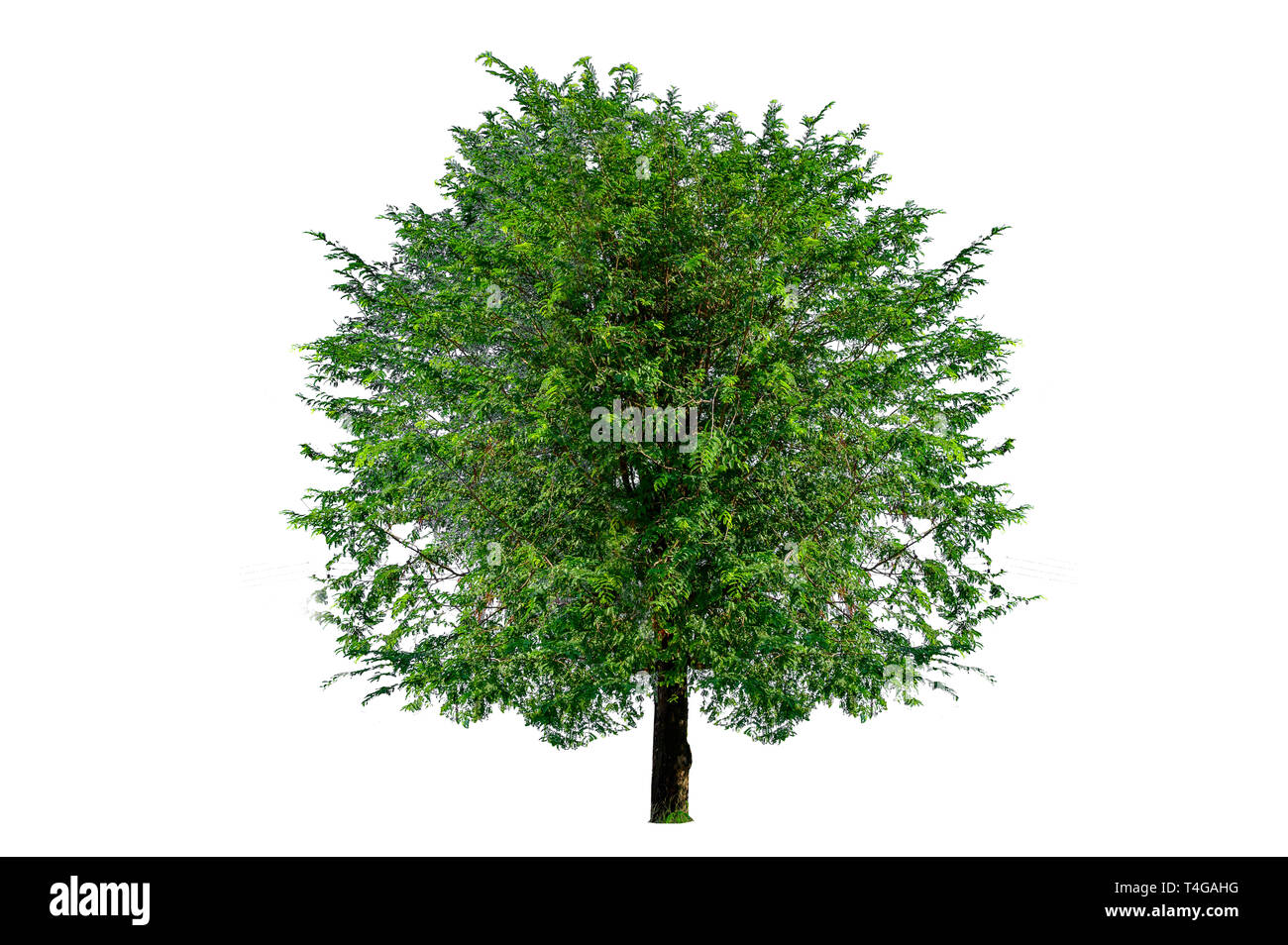 Les arbres isolés sur fond blanc Banque D'Images