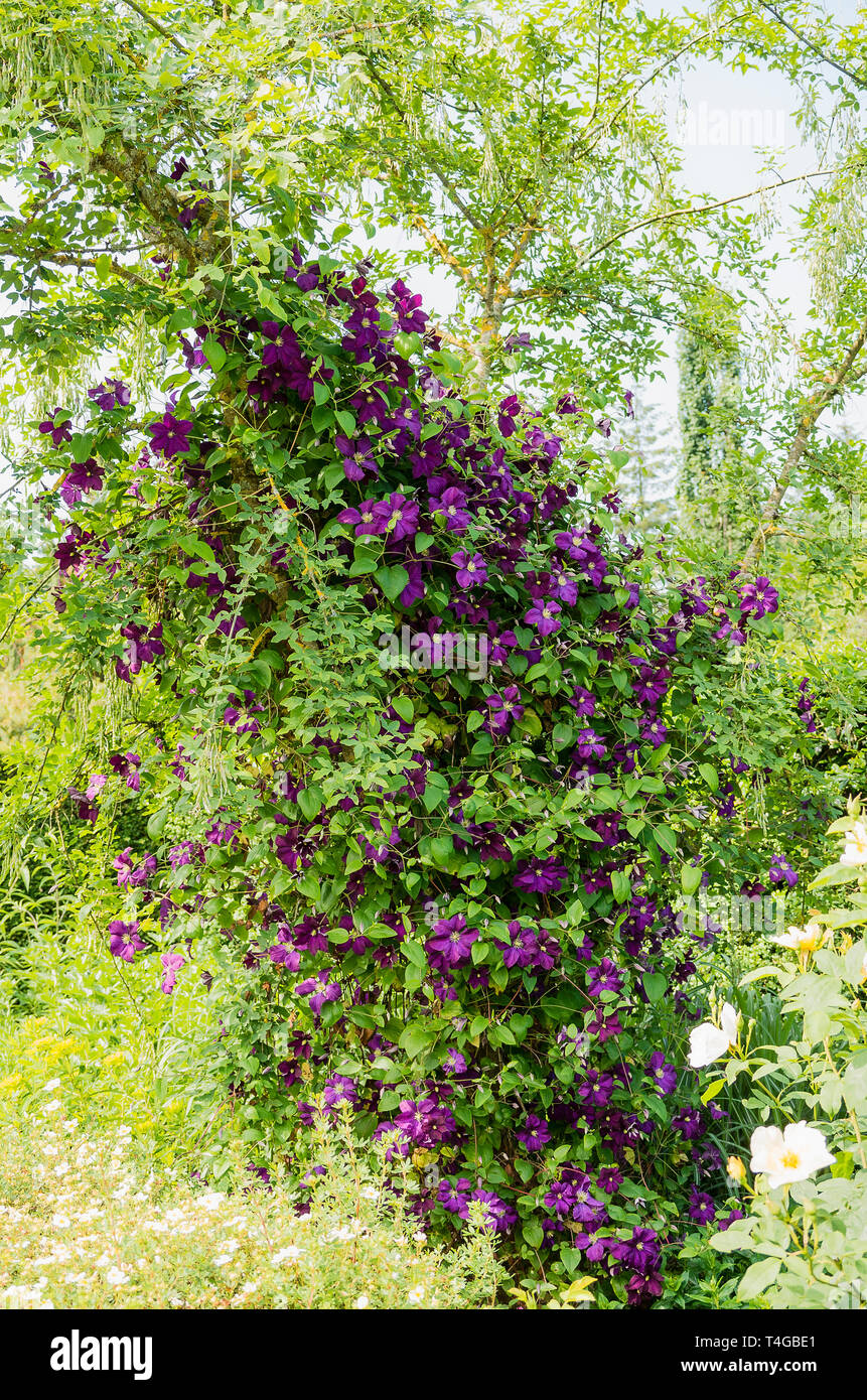 Clematis Fantasy grimper un arbre établi dans un jardin anglais en juin Banque D'Images