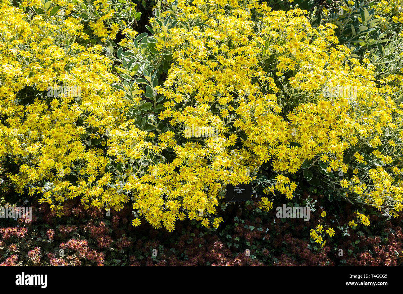 Brachyglottis grayi ou Senecio grayii en fleur dans un jardin anglais en juin Banque D'Images