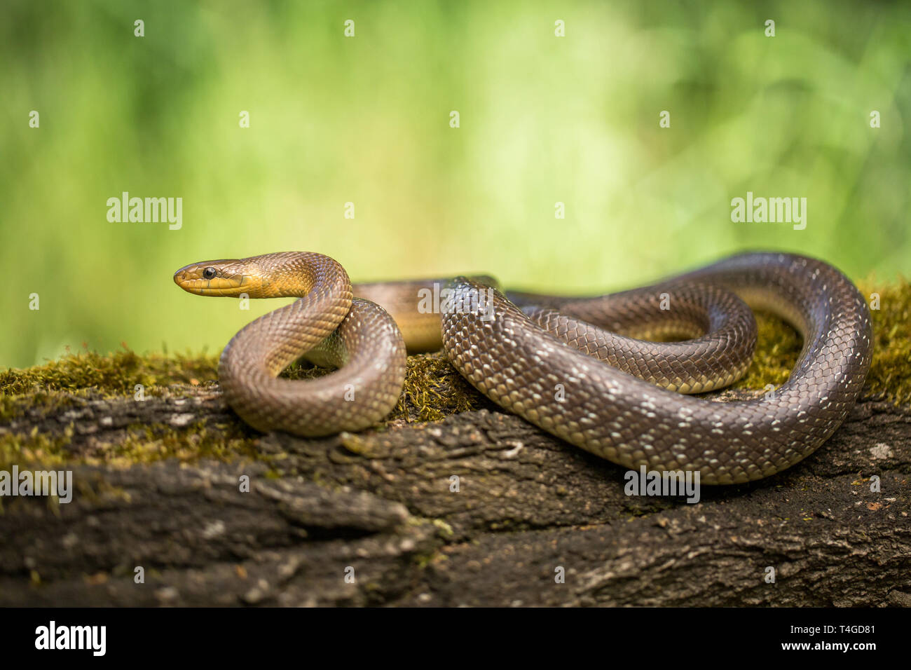 Photo de la faune Aesculapian snake Zamenis longissimus Banque D'Images
