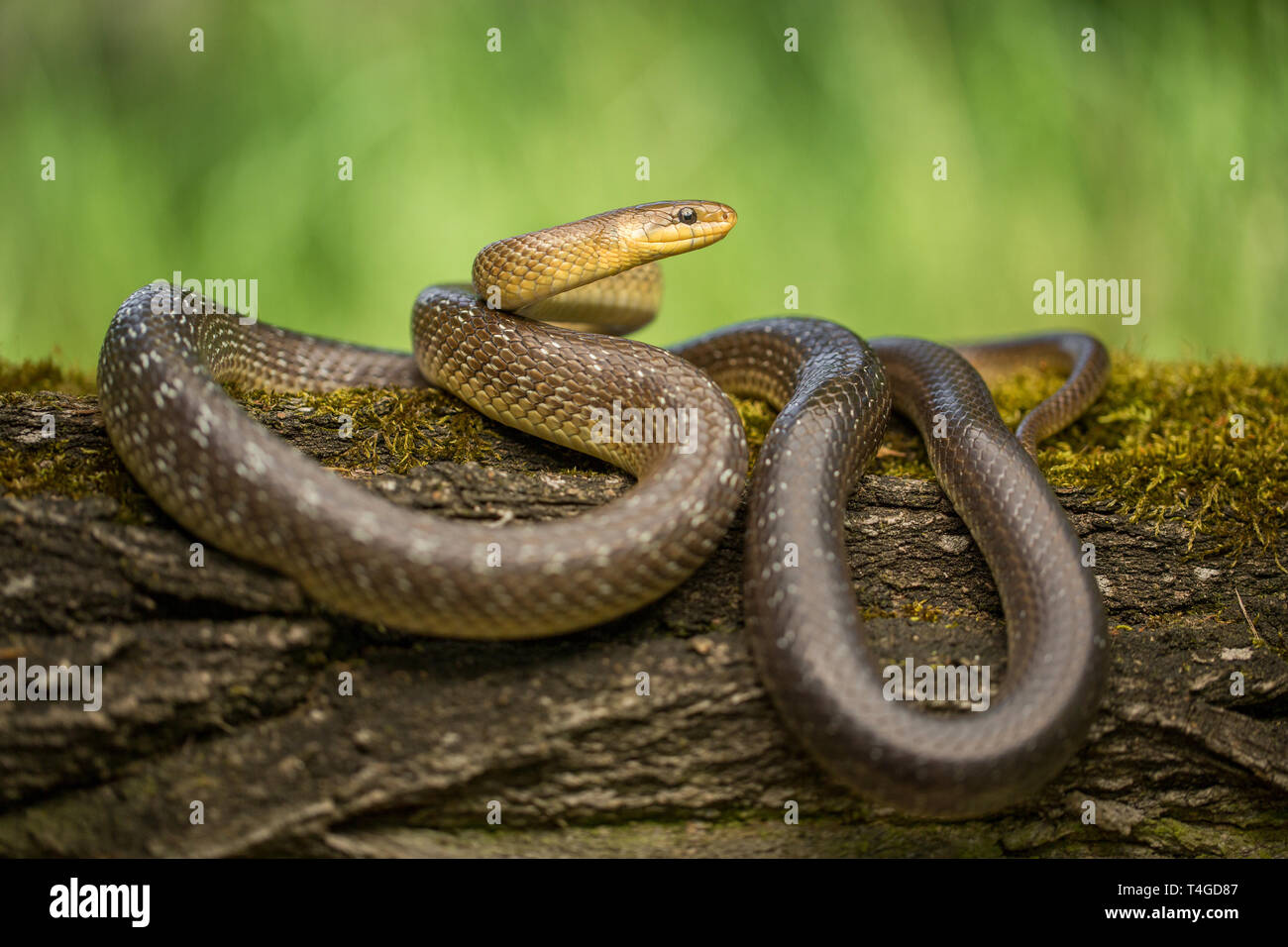 Photo de la faune Aesculapian snake Zamenis longissimus Banque D'Images