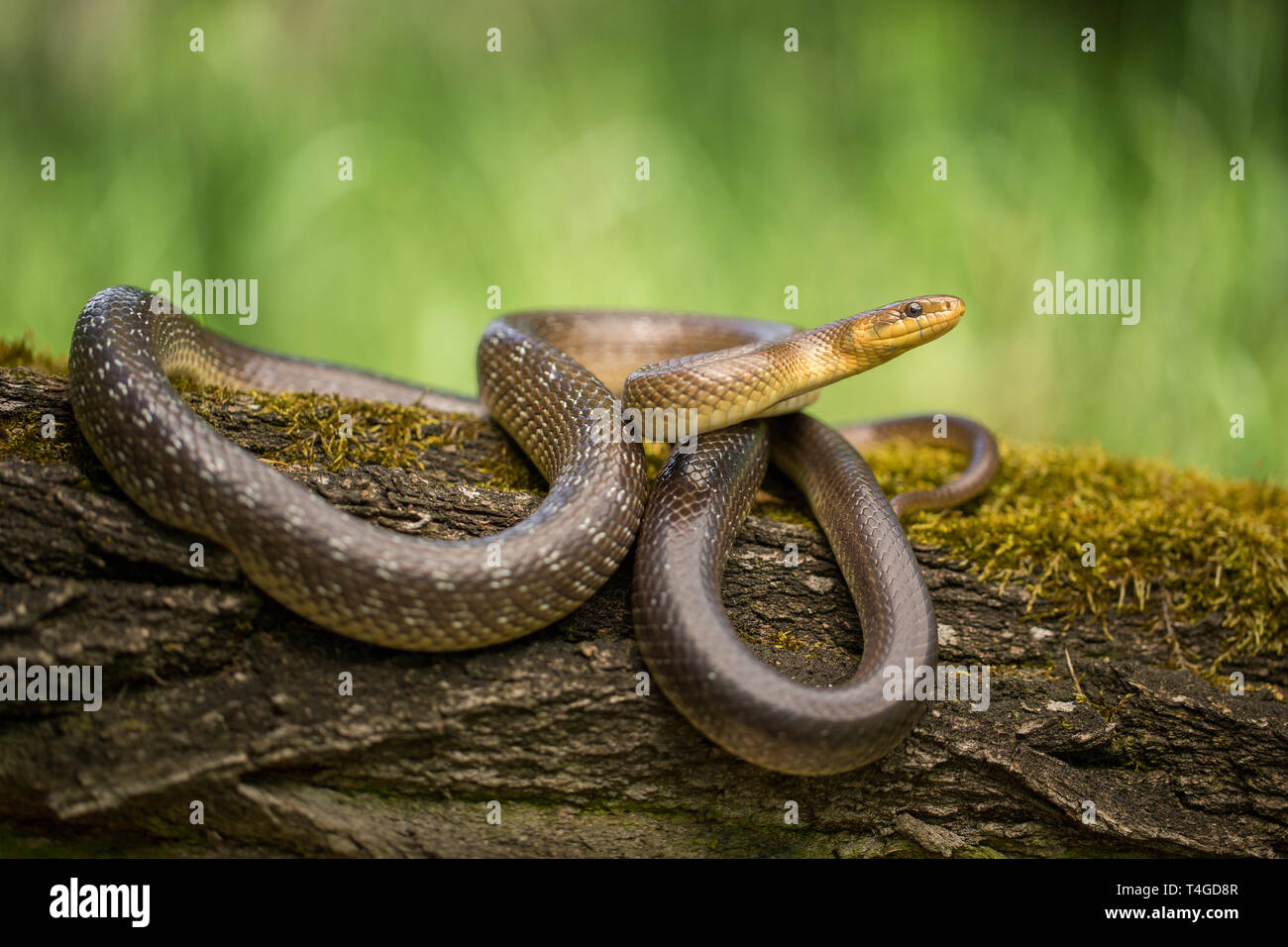 Photo de la faune Aesculapian snake Zamenis longissimus Banque D'Images