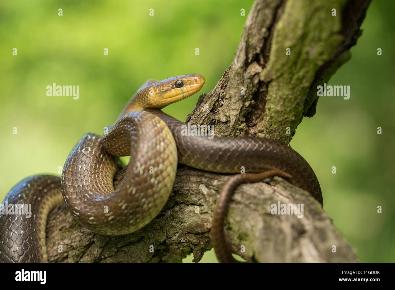 Zamenis longissimus Aesculapian snake en République Tchèque Banque D'Images