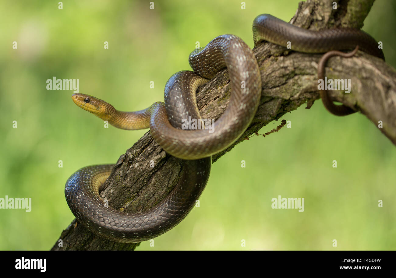Zamenis longissimus Aesculapian snake en République Tchèque Banque D'Images