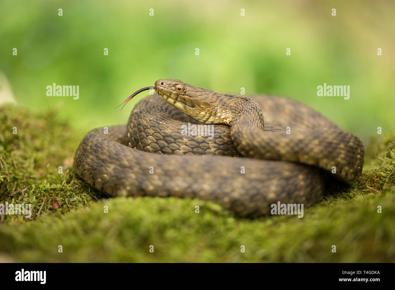 Serpent Natrix tessellata dés en République Tchèque Banque D'Images