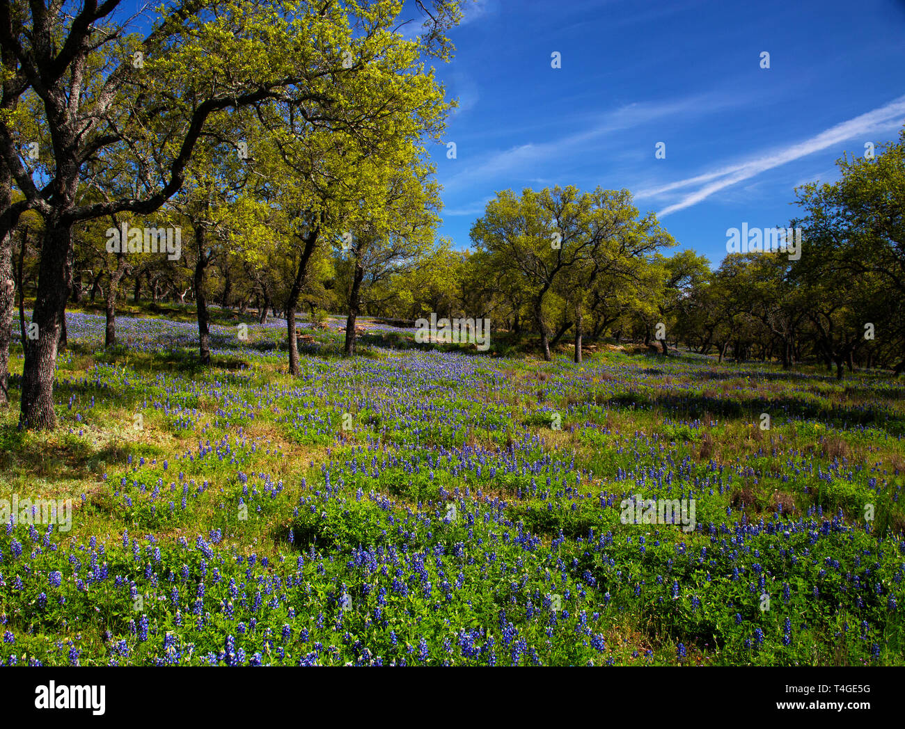 Fleurs sauvages des champs de remplissage dans le Texas Hill Country Banque D'Images