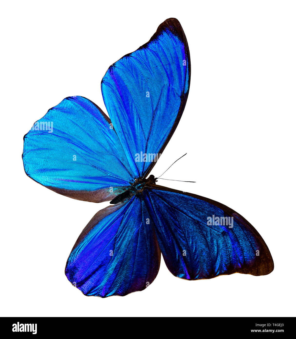 Papillon bleu, isolé sur fond blanc avec chemin de détourage, Morpho didus. Banque D'Images