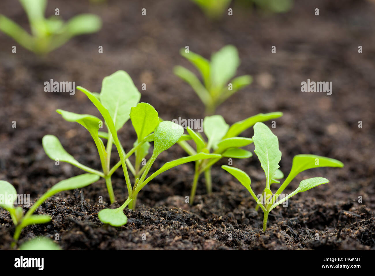 Fusée, ou de roquette (Eruca sativa) les semis croissant dans le compost. Banque D'Images