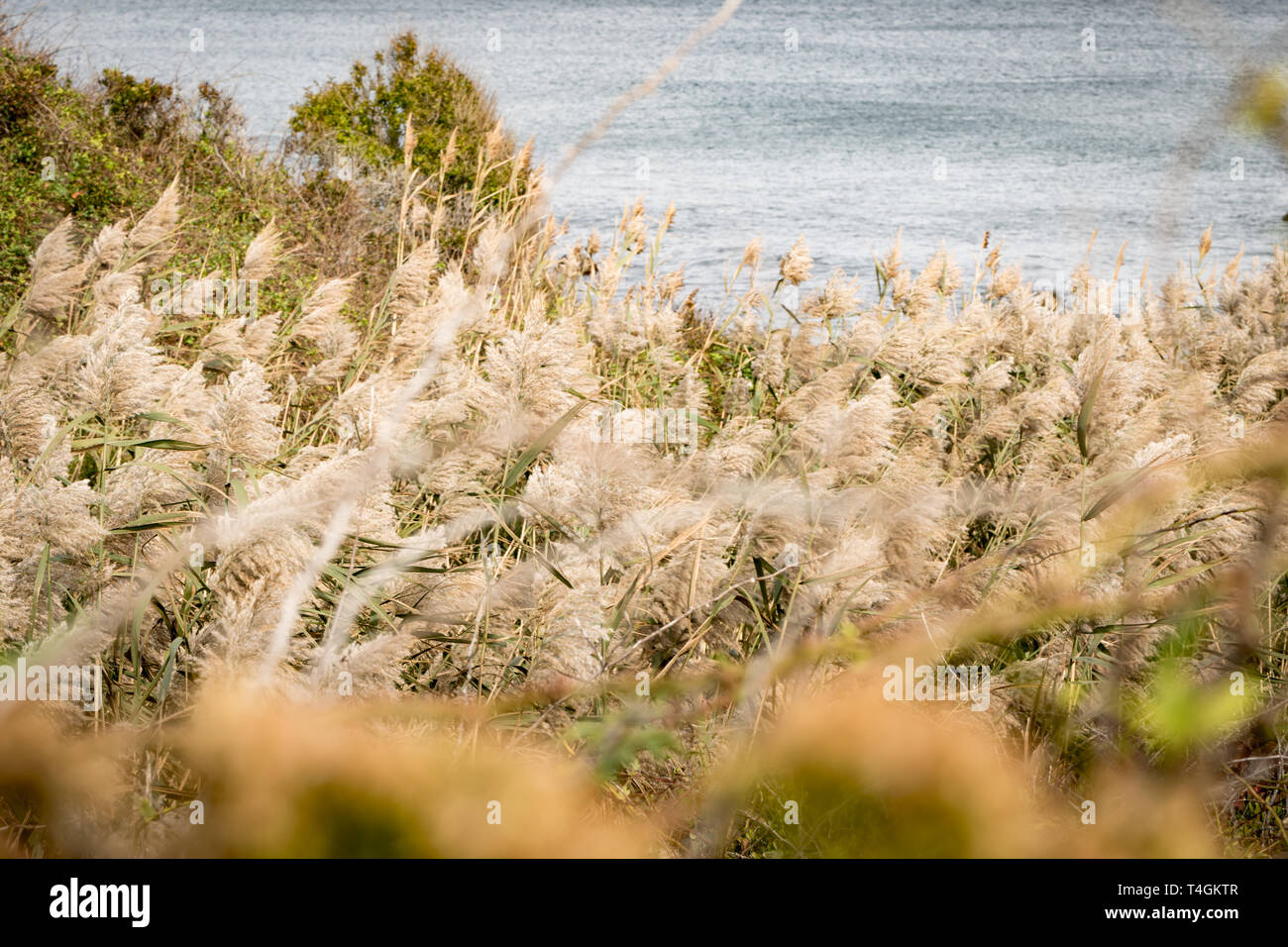 Flexion des roseaux à l'automne avec breeze les vagues de l'océan Atlantique à l'arrière-plan, Block Island, RI Banque D'Images