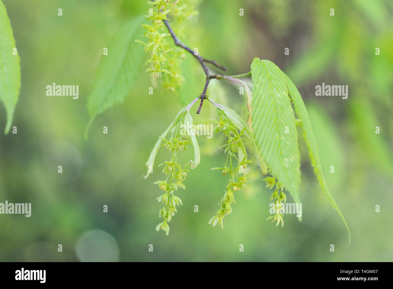 Gros plan sur Acer Carpinifolium - érable Hornbeam floraison sur un fond vert flou au printemps, Angleterre, Royaume-Uni Banque D'Images