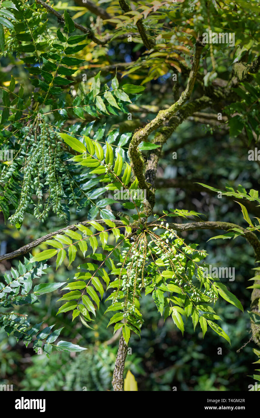 Gros plan de Mahonia x media 'Charity' avec des baies vertes plantées dans un jardin anglais, Angleterre, Royaume-Uni Banque D'Images